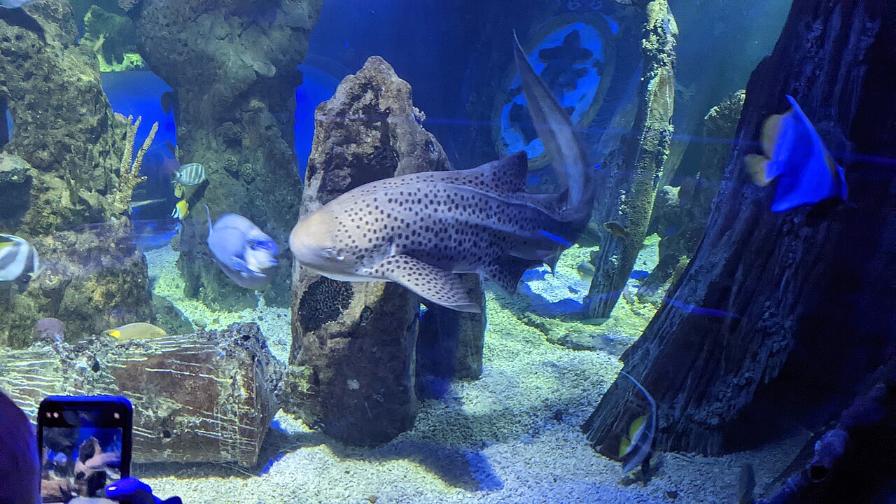 Zebra shark at Sea Life Blankenberge aquarium